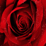 pic for red rose